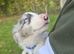 Beautiful border collie pups for sale