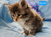 Mainecoon kittens ready now