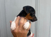 Jack Russell puppy’s for sale