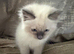 Pure Ragdoll Kittens for Sale