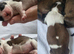 Shih tzu puppys