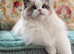 2 Twin mitted tabby boys