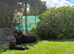 Rottweiler puppies looking for new jobs