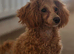Poochon Puppy