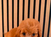 Adorable puppies