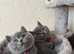 GCCF Active Registered Britsh Shorthair kittens