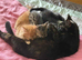 Beautiful Tabby female available