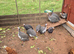 Guinea fowl for new homes.