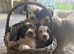Ftch KC reg springer spaniel pups