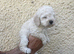 Hungarian puli cross miniature poodle