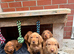 Hungarian wire haired Vizsla puppies