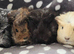 4 Boars available