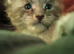 Pure Bred Maine Coon Kittens