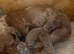 Gorgeous Isabella Dachshund Boys