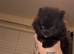 Miniture Pomeranian