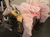 sphynx female elf for adoption