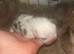 Frenglish pups