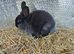 Black female lionhead bunny