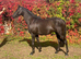 Gorgeous all rounder gelding