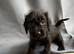Wire haired dachshund x Jack Russell puppies
