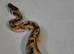 Orange dream enchi pied