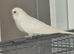 2 baby budgies for sale