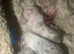 Frenglish pups