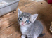 Very pretty friendly kittens