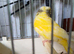 Cock Pied greenfinch for sale