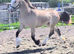 Beautiful quality welsh D dun mare
