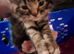 British shorthair x bengal