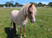 Beautiful Welsh PB mare
