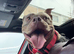 Female lilac pocket bully 2 years old