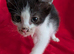 4 beautiful Turkish van X ragdolls babies