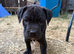 Staffy puppies