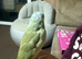 Male parrolet tamed