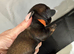 Miniature Wire Haired Miniature Dachshund