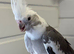 Cockatiel