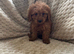 Poodle puppies