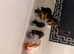 Kittens available