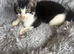 Cats and kittens free