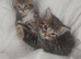 3 kittens available