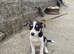 2 beautiful boy pups from our farm