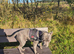  EXCEPTIONAL L-2HGA & HC-HSF4 CLEAR STAFFORDSHIRE BULL TERRIER PUPPIES