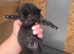 4 chunky boy kittens