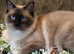 Gorgeous chunky ragdoll kittens