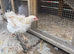 2 frizzle bantams