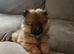15 week old male pup
