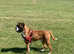 Boxer Stud Dog