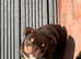 Chocolate English bulldogs